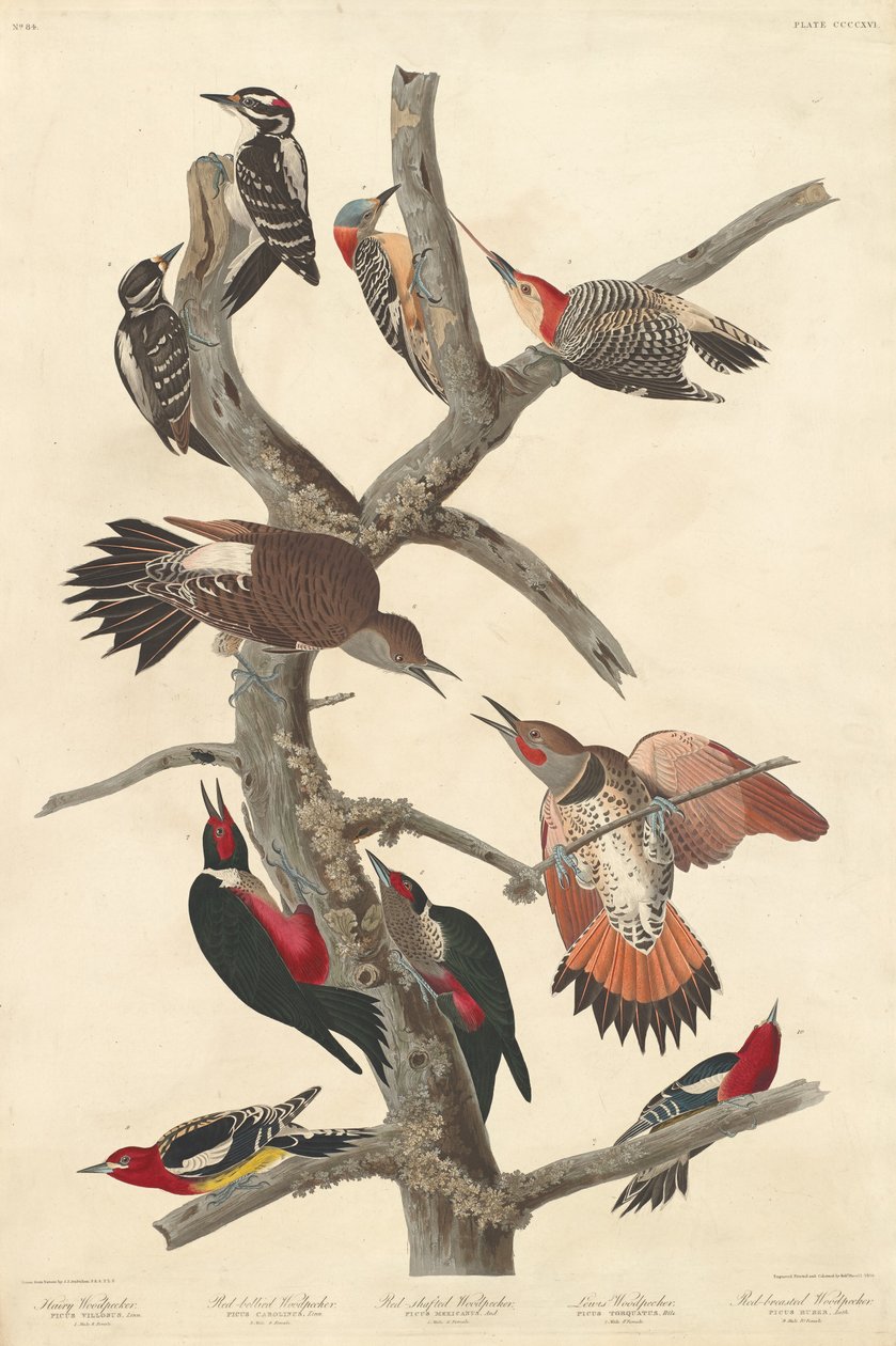 Hårig hackspett av Robert Havell after John James Audubon