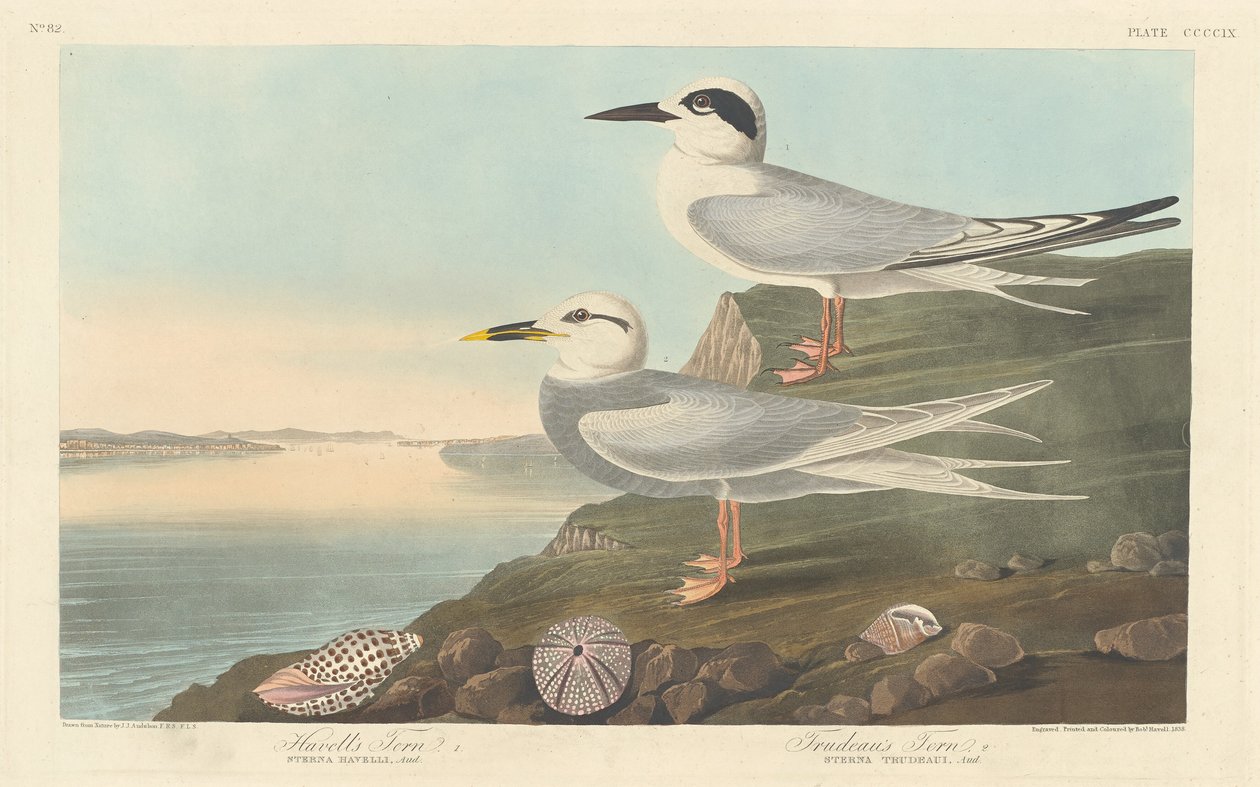 Havells tärna och Trudeaus tärna av Robert Havell after John James Audubon