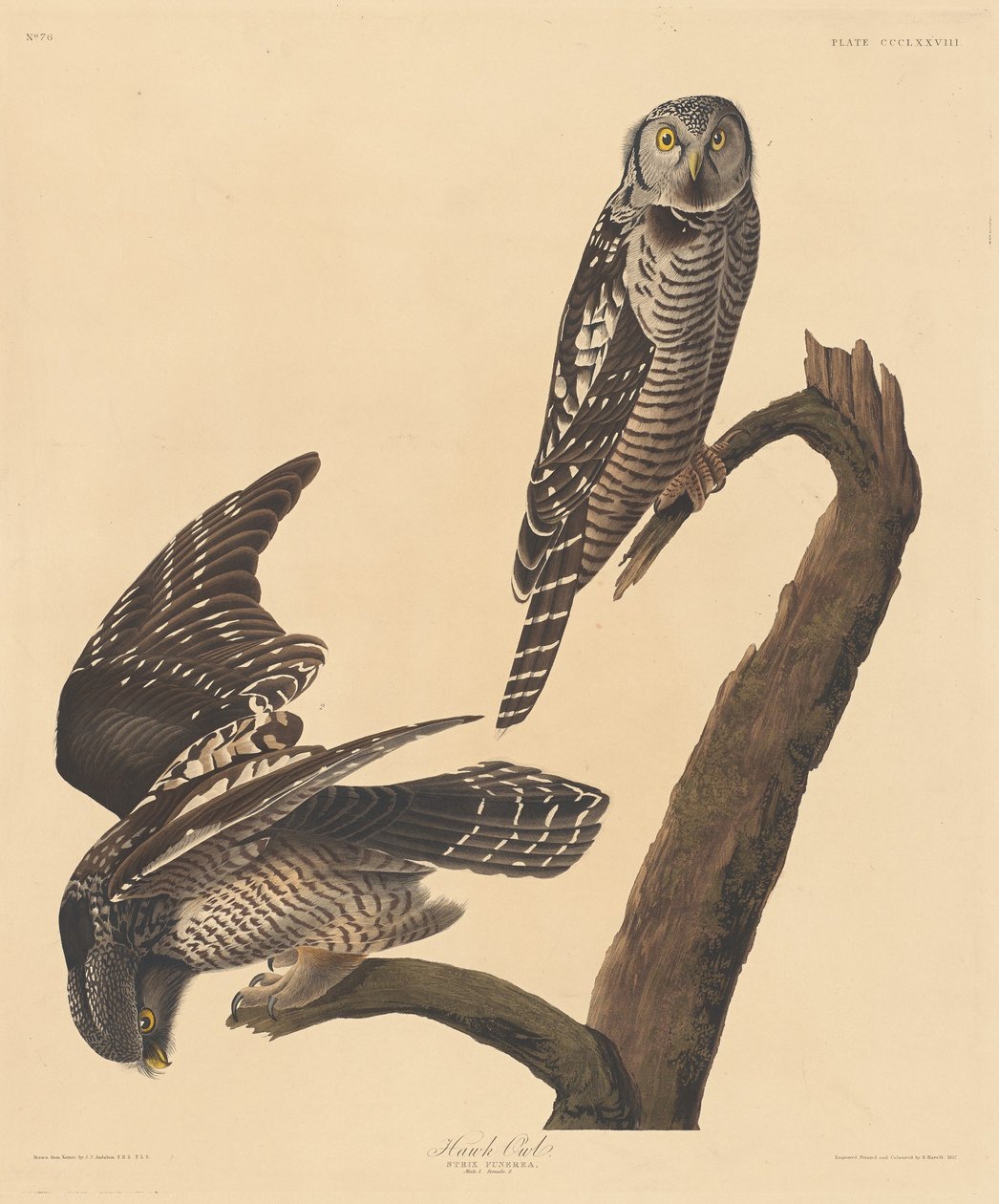 Hökuggla av Robert Havell after John James Audubon