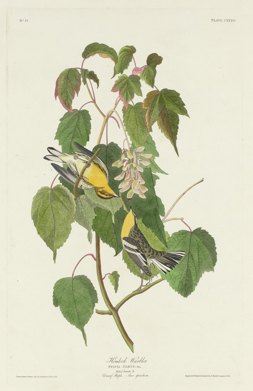 Hemlock sångare av Robert Havell after John James Audubon