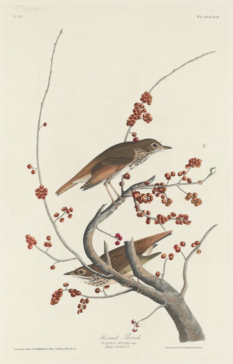 Eremittrast av Robert Havell after John James Audubon