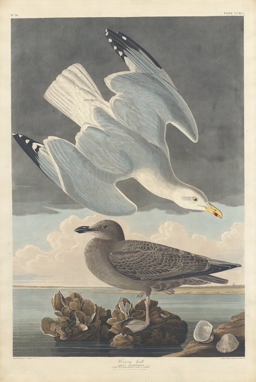 Gråtrut av Robert Havell after John James Audubon