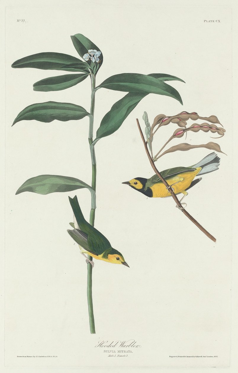 Huvsångare av Robert Havell after John James Audubon