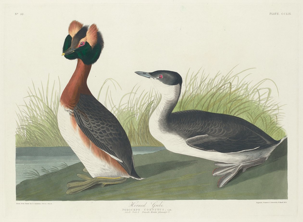 Hornad dopping av Robert Havell after John James Audubon