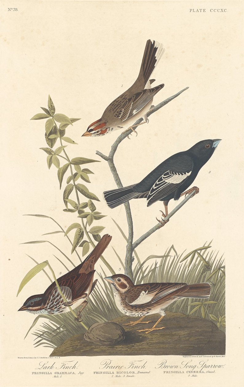 Lärkfink, präriefink och brun sångsparv av Robert Havell after John James Audubon