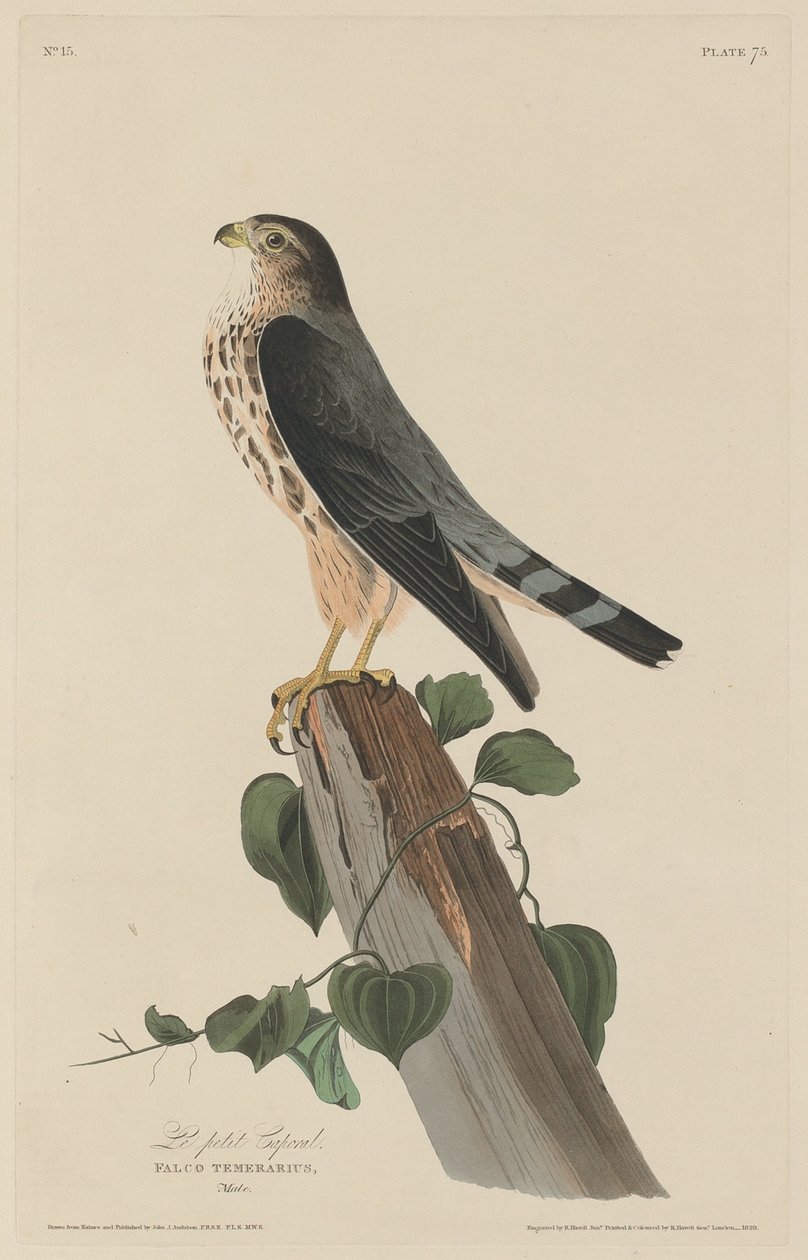 Den lille korpralen av Robert Havell after John James Audubon