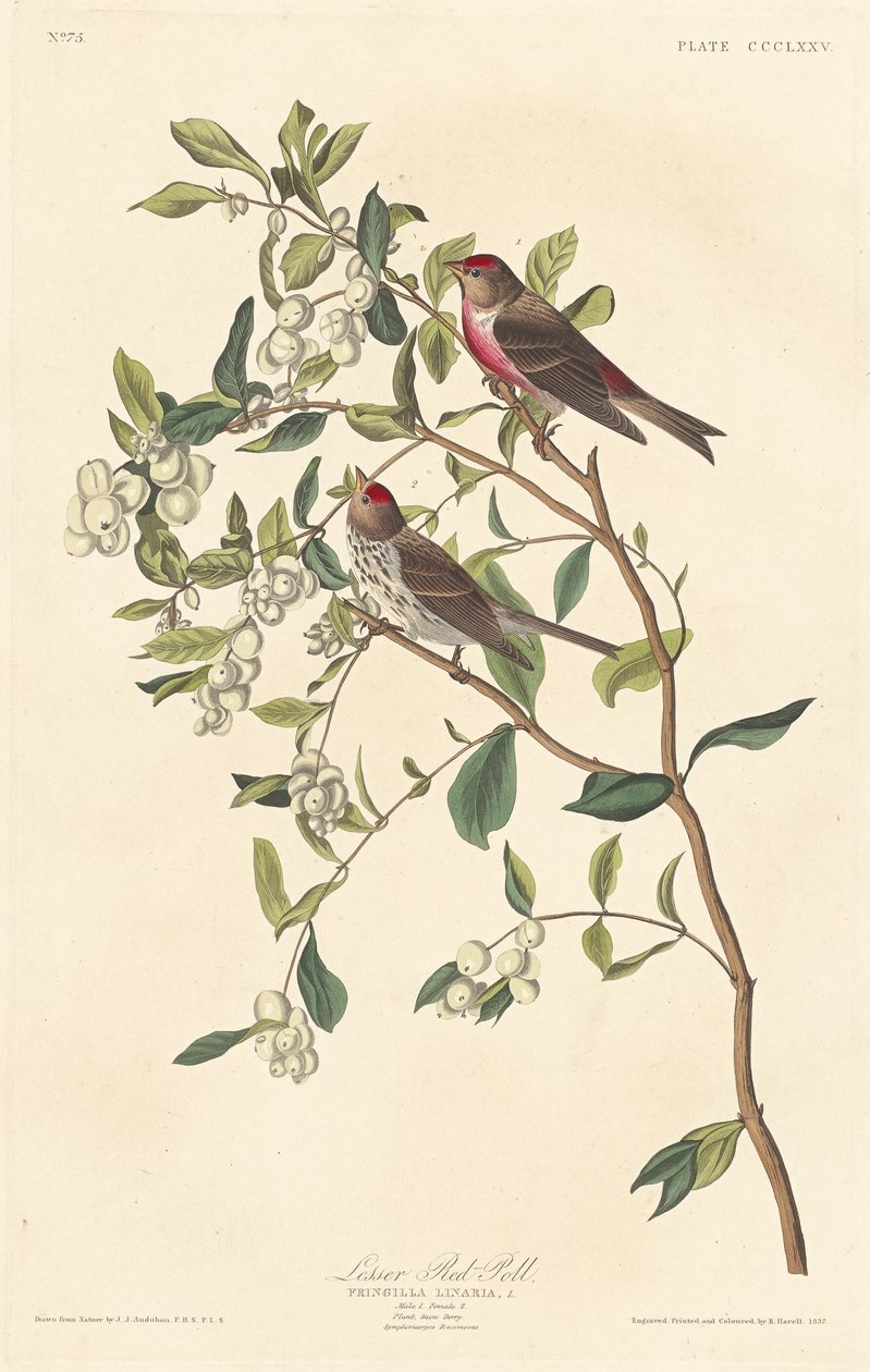 Mindre Röd-poll av Robert Havell after John James Audubon