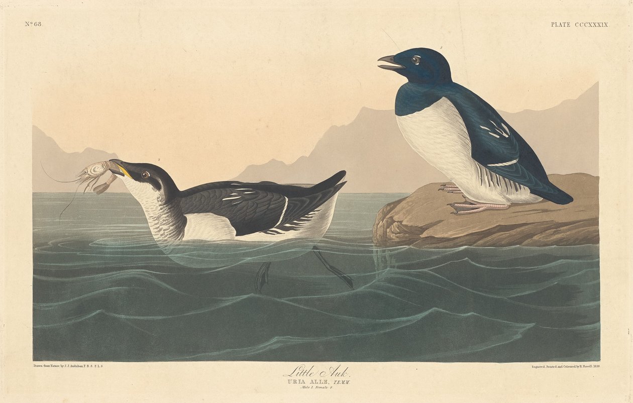 Lilla alk av Robert Havell after John James Audubon