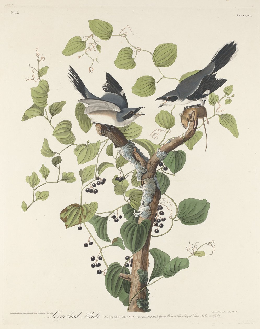 Loggerhead Shrike av Robert Havell after John James Audubon
