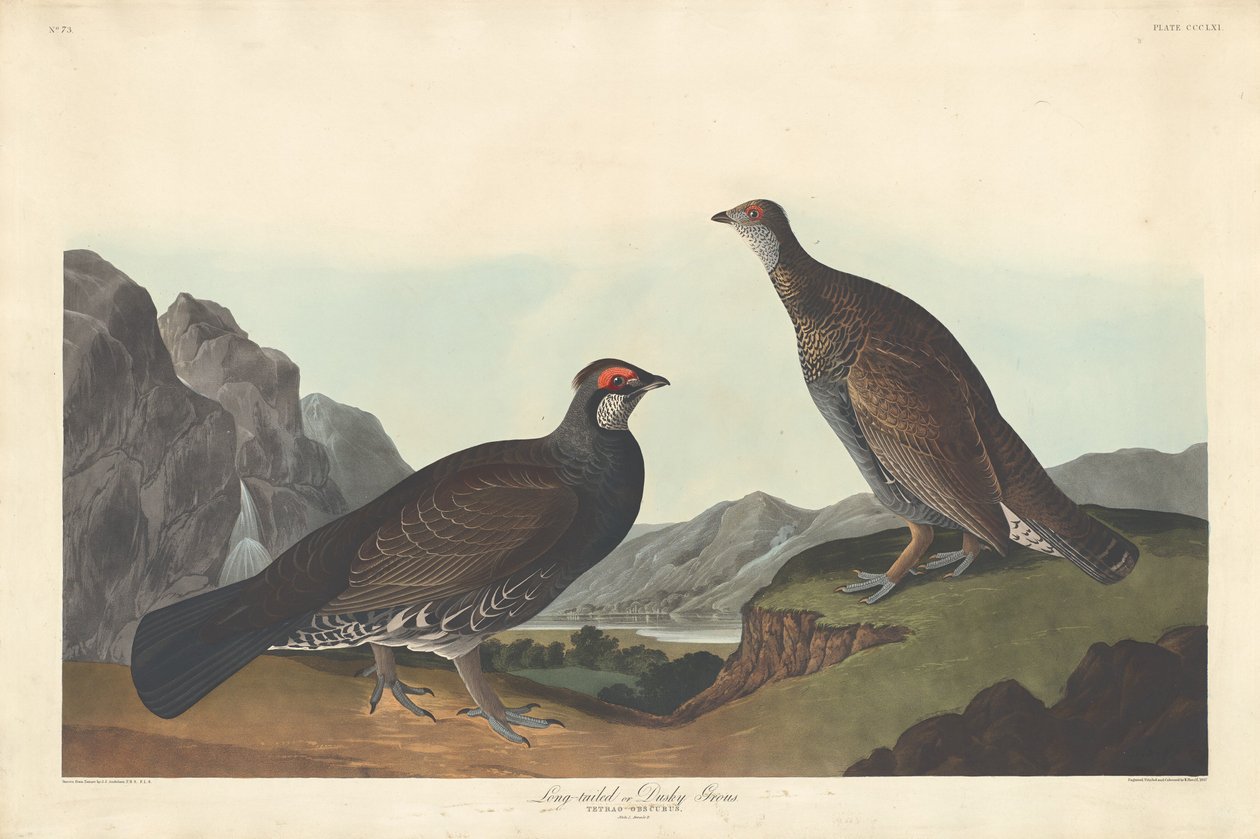 Långstjärtad eller Dusky Grous av Robert Havell after John James Audubon