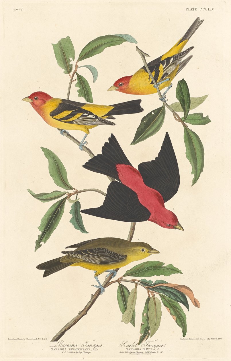 Louisiana Tanager och Scarlet Tanager av Robert Havell after John James Audubon
