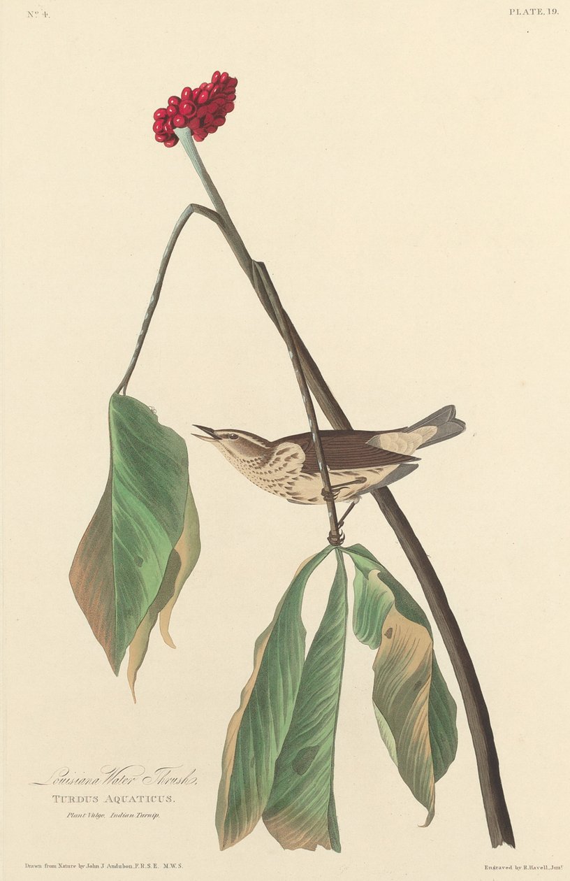 Louisiana vattentrast av Robert Havell after John James Audubon