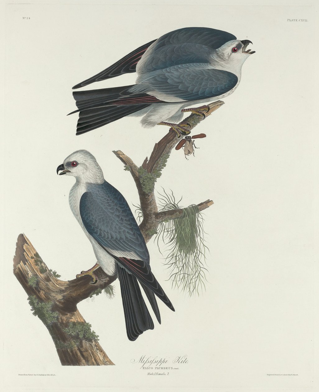 Mississippi drake av Robert Havell after John James Audubon