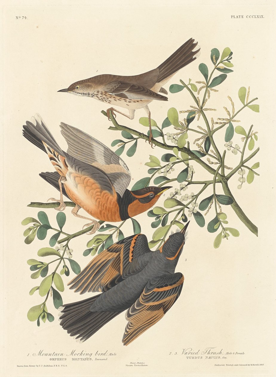 Bergspottfågel och omväxlande trast av Robert Havell after John James Audubon