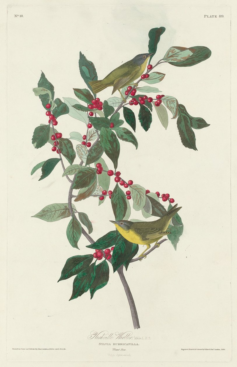 Nashville sångare av Robert Havell after John James Audubon