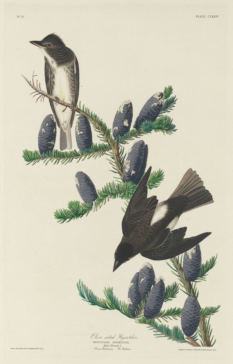 Olivsidig flugsnappare av Robert Havell after John James Audubon
