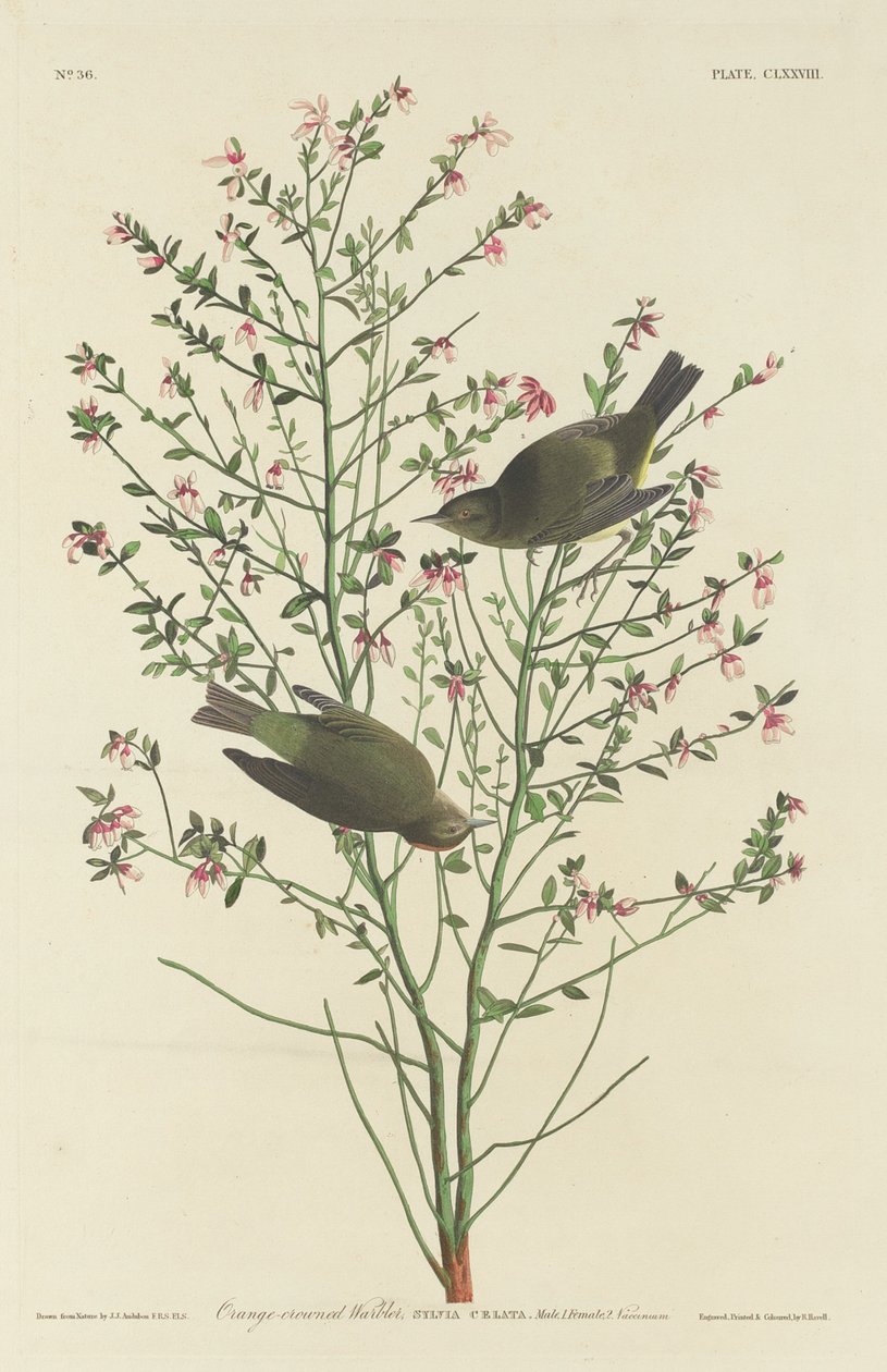 Orange-krönt sångare av Robert Havell after John James Audubon