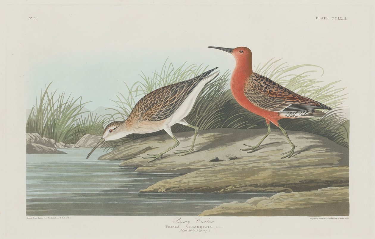 Pigmy Curlew av Robert Havell after John James Audubon