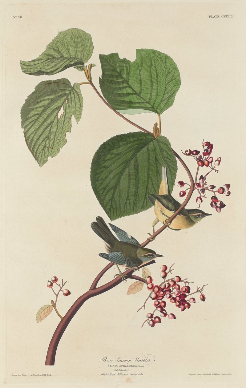 Tall Träsksångare av Robert Havell after John James Audubon