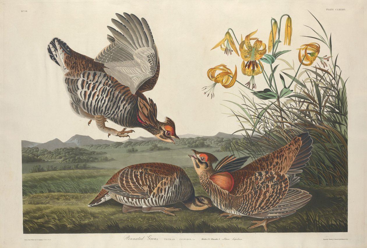 Pinnad ripa av Robert Havell after John James Audubon