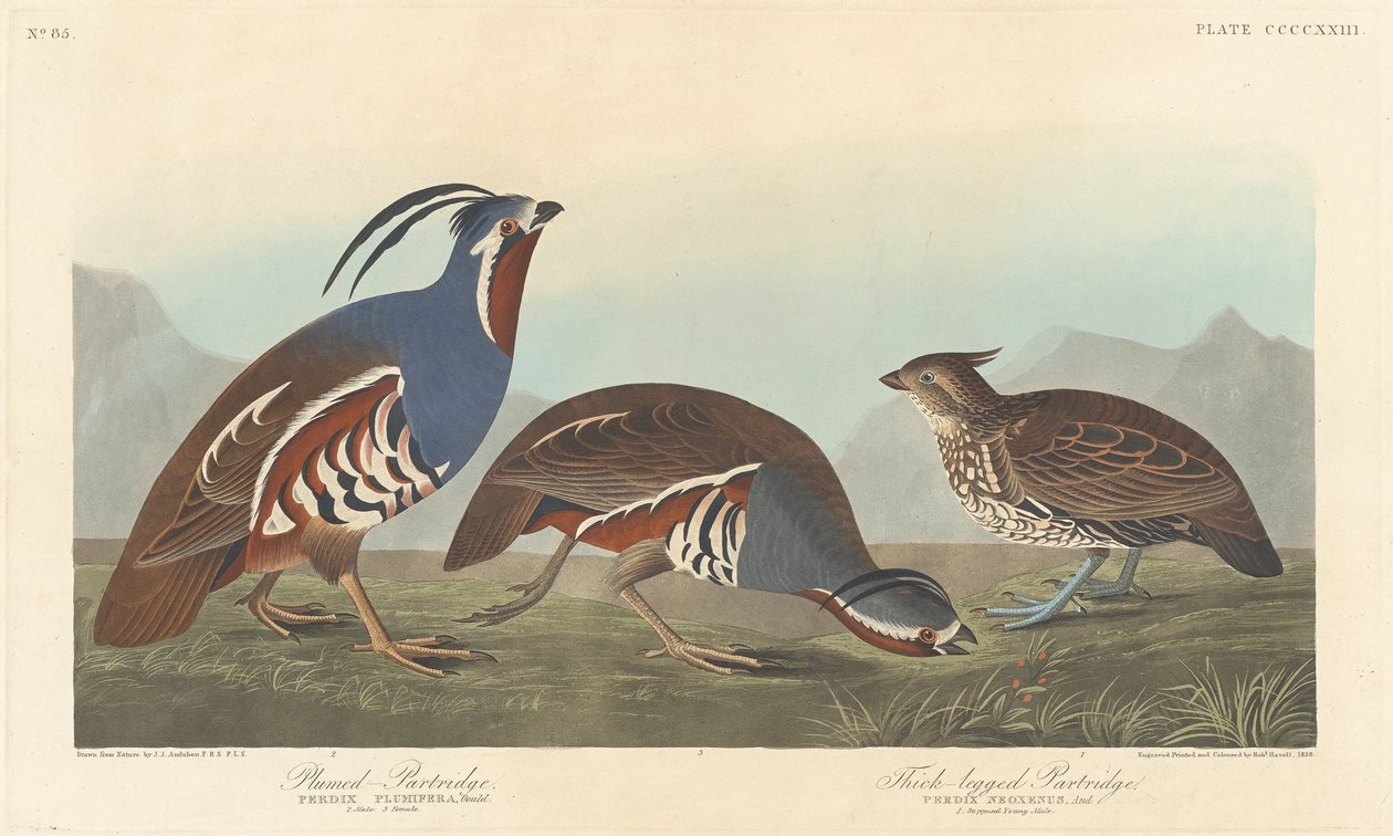 Plumed rapphöna och tjockbent rapphöna av Robert Havell after John James Audubon