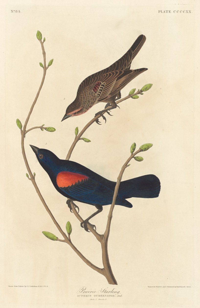 Präriestare av Robert Havell after John James Audubon