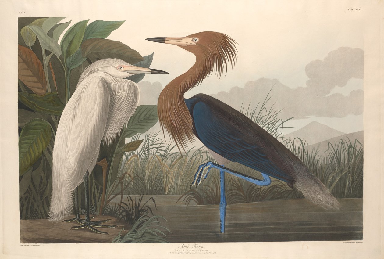 Lila häger av Robert Havell after John James Audubon