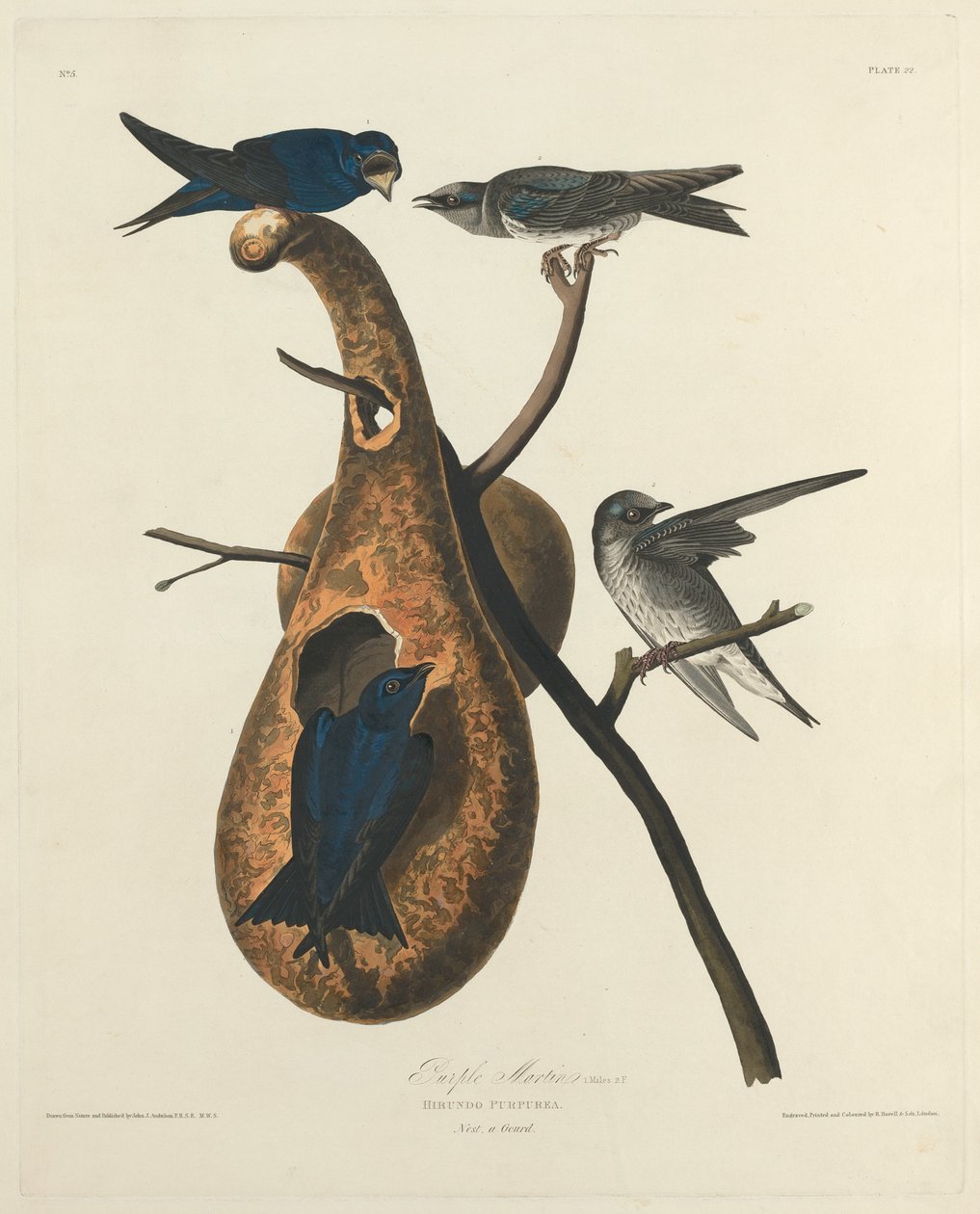 Lila Martin av Robert Havell after John James Audubon