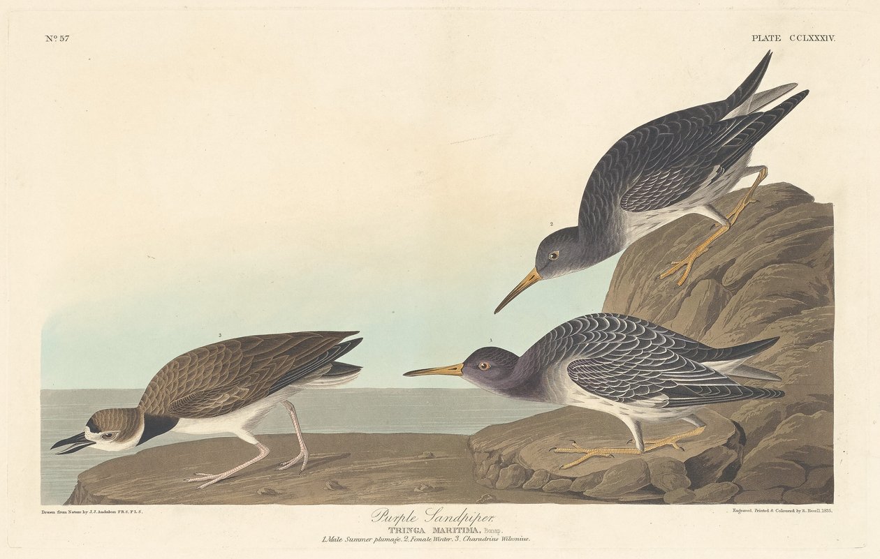 Lila sandsnäppa av Robert Havell after John James Audubon