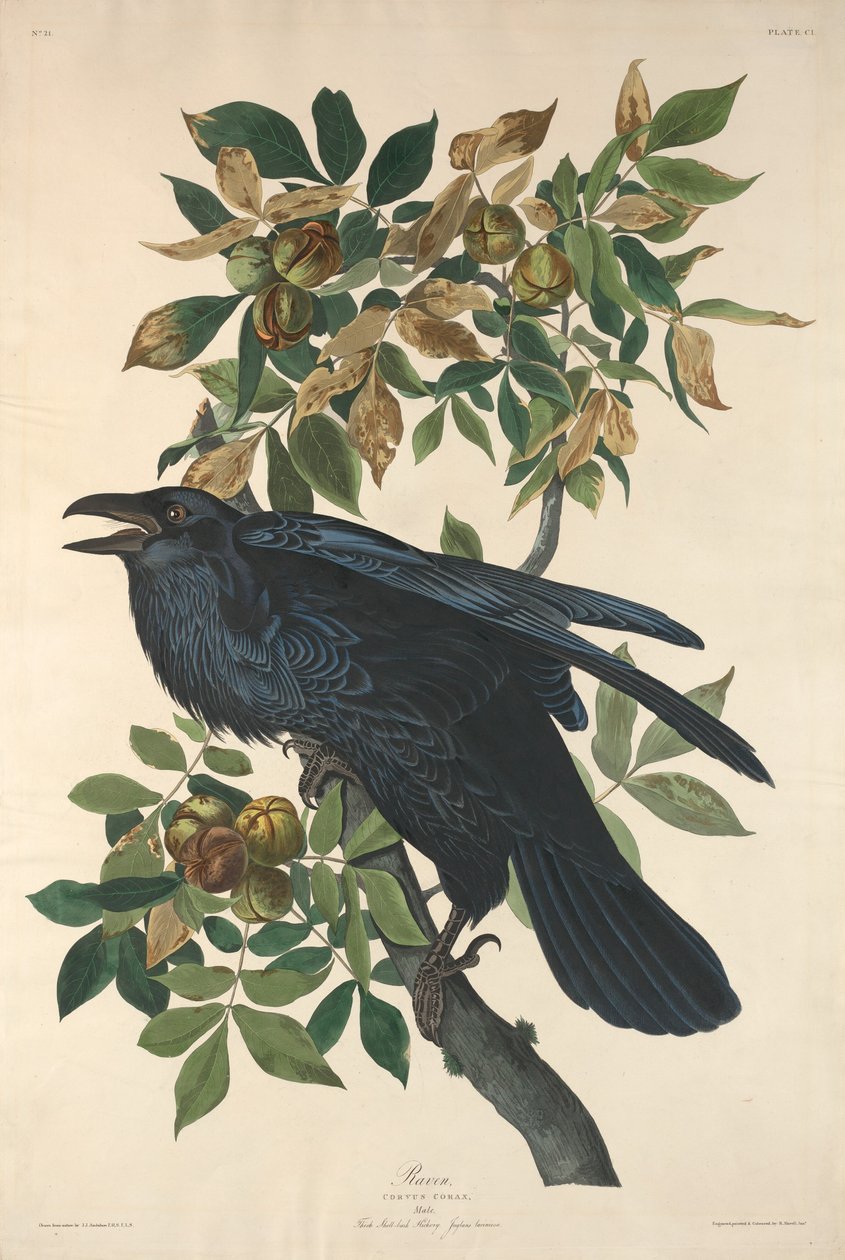 Korp av Robert Havell after John James Audubon