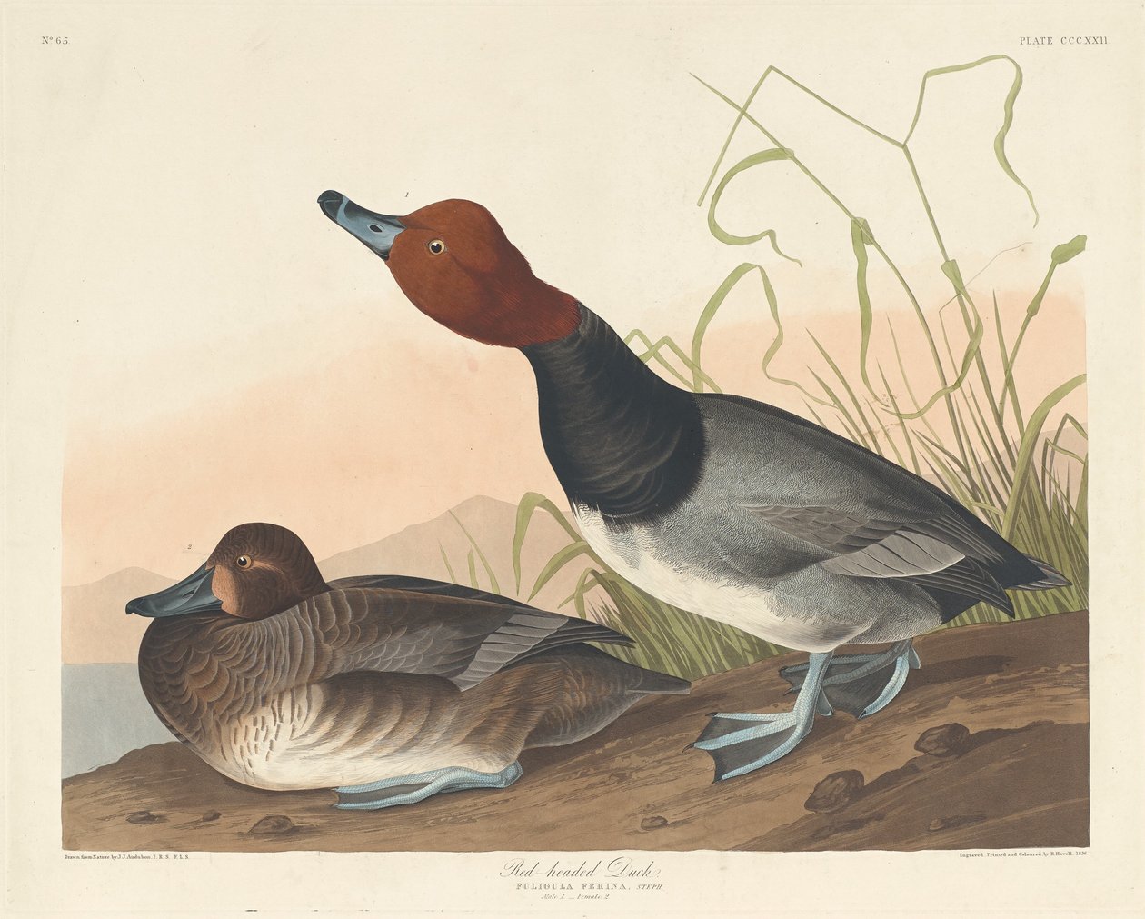 Rödhårig anka av Robert Havell after John James Audubon