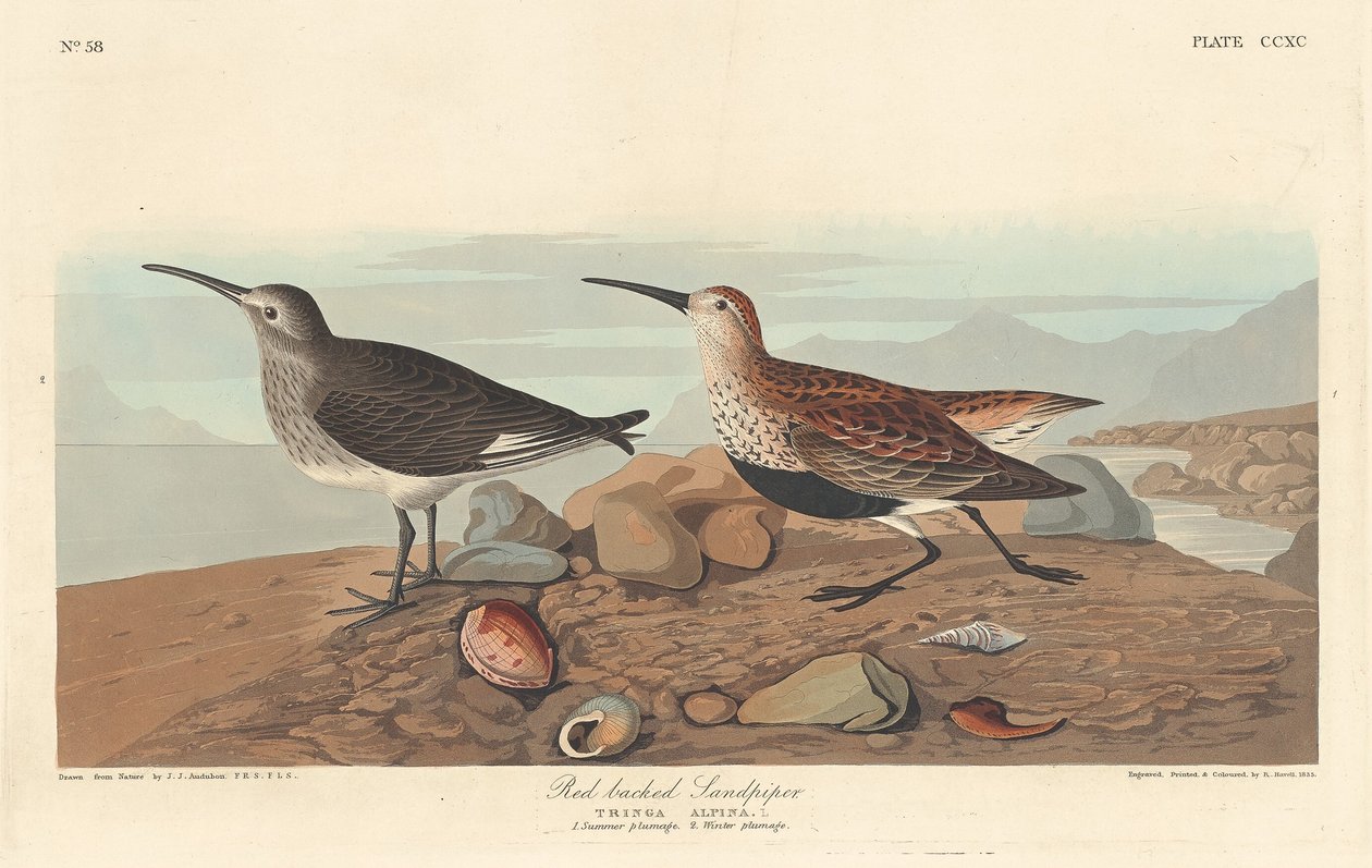 Rödryggig sandsnäppa av Robert Havell after John James Audubon