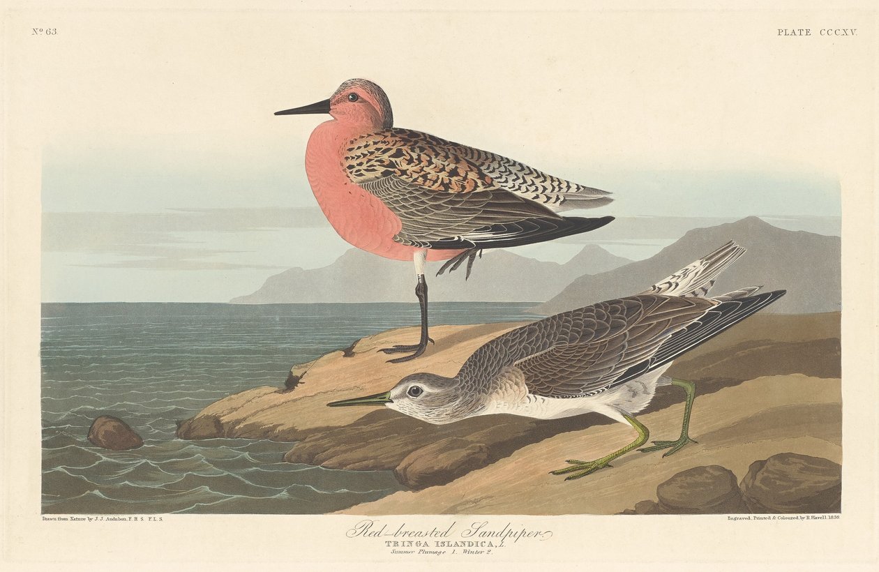 Rödbröstad sandsnäppa av Robert Havell after John James Audubon