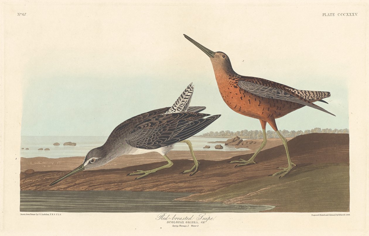 Rödbröst snipa av Robert Havell after John James Audubon