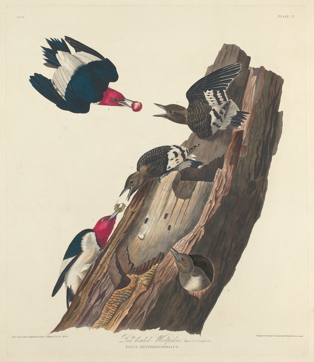 Rödhårig hackspett av Robert Havell after John James Audubon
