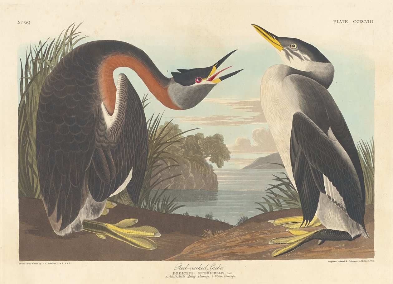 Rödhalsad dopping av Robert Havell after John James Audubon