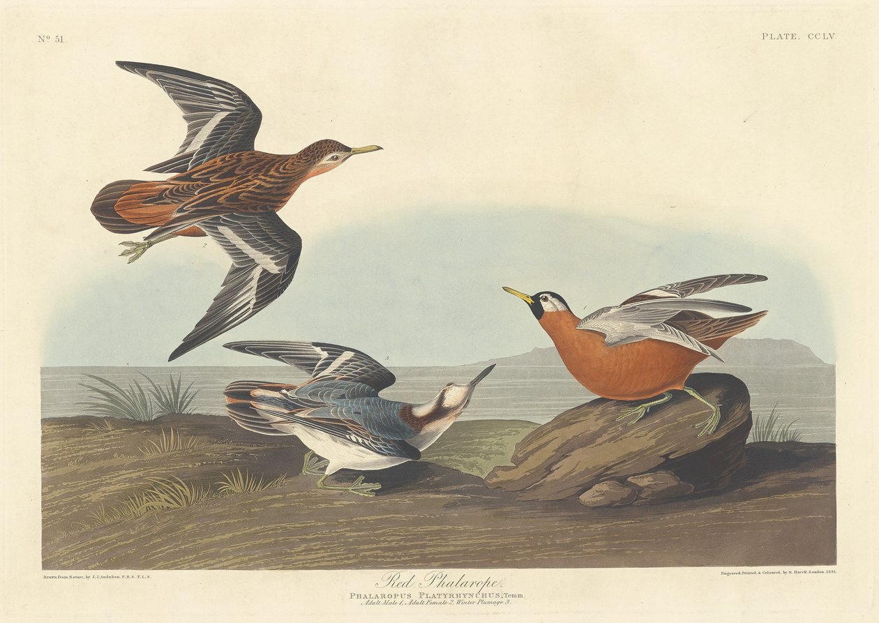 Röd Phalarope av Robert Havell after John James Audubon