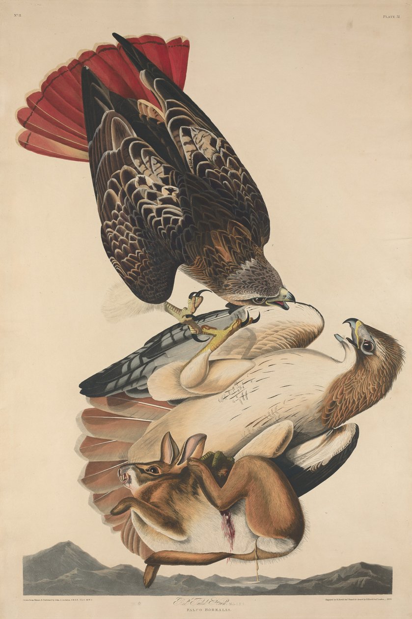 Red Tailed Hawk av Robert Havell after John James Audubon