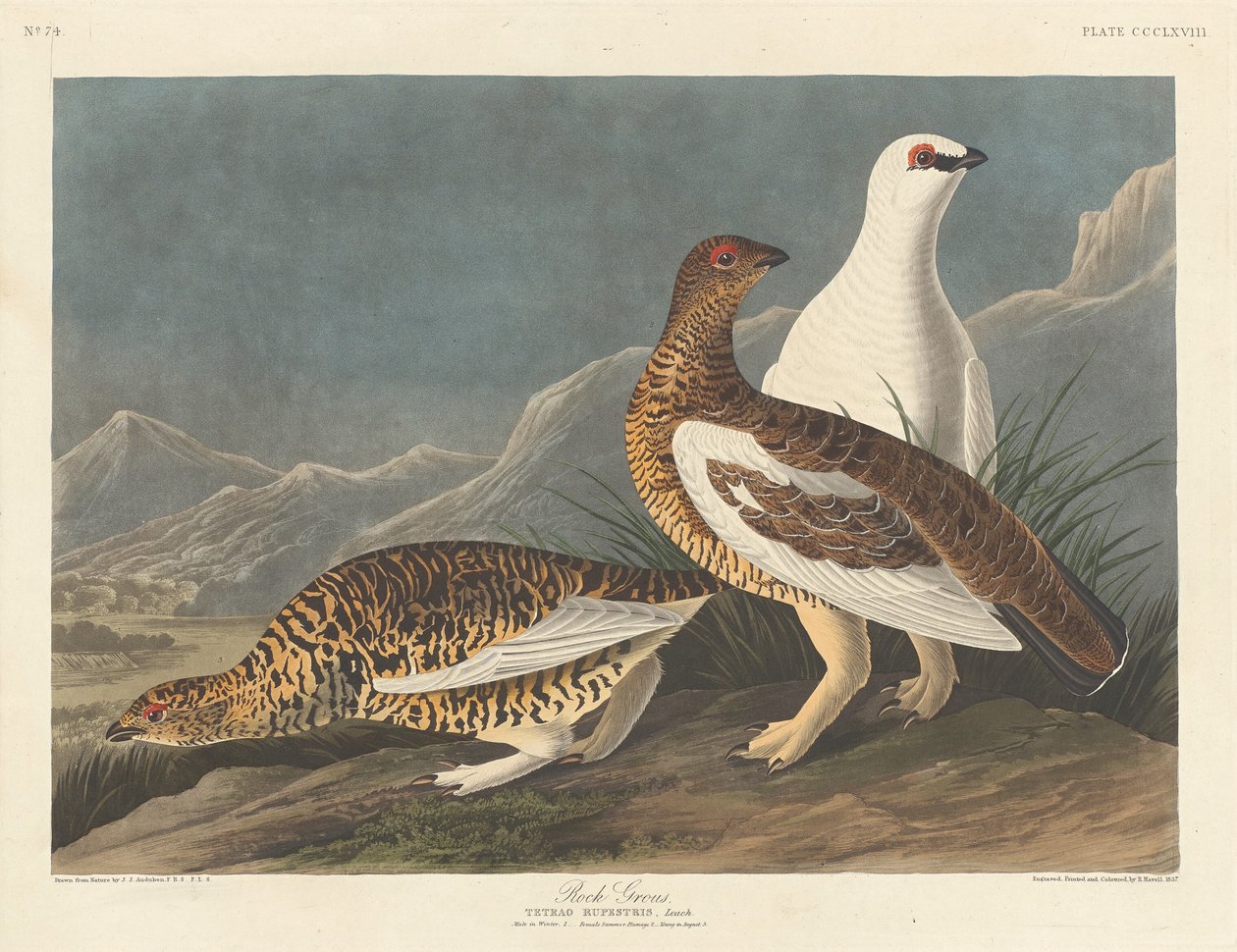 Stor sten av Robert Havell after John James Audubon