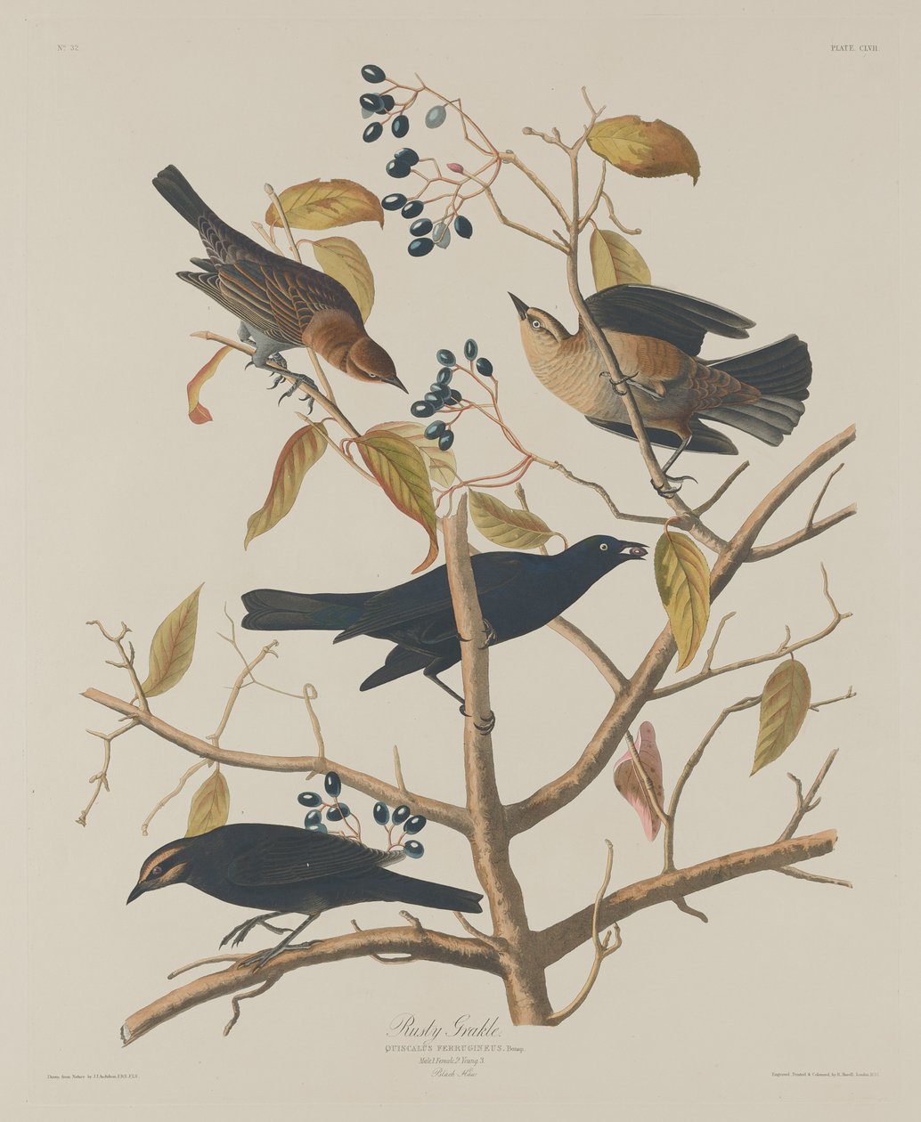 Rostig Grakle av Robert Havell after John James Audubon