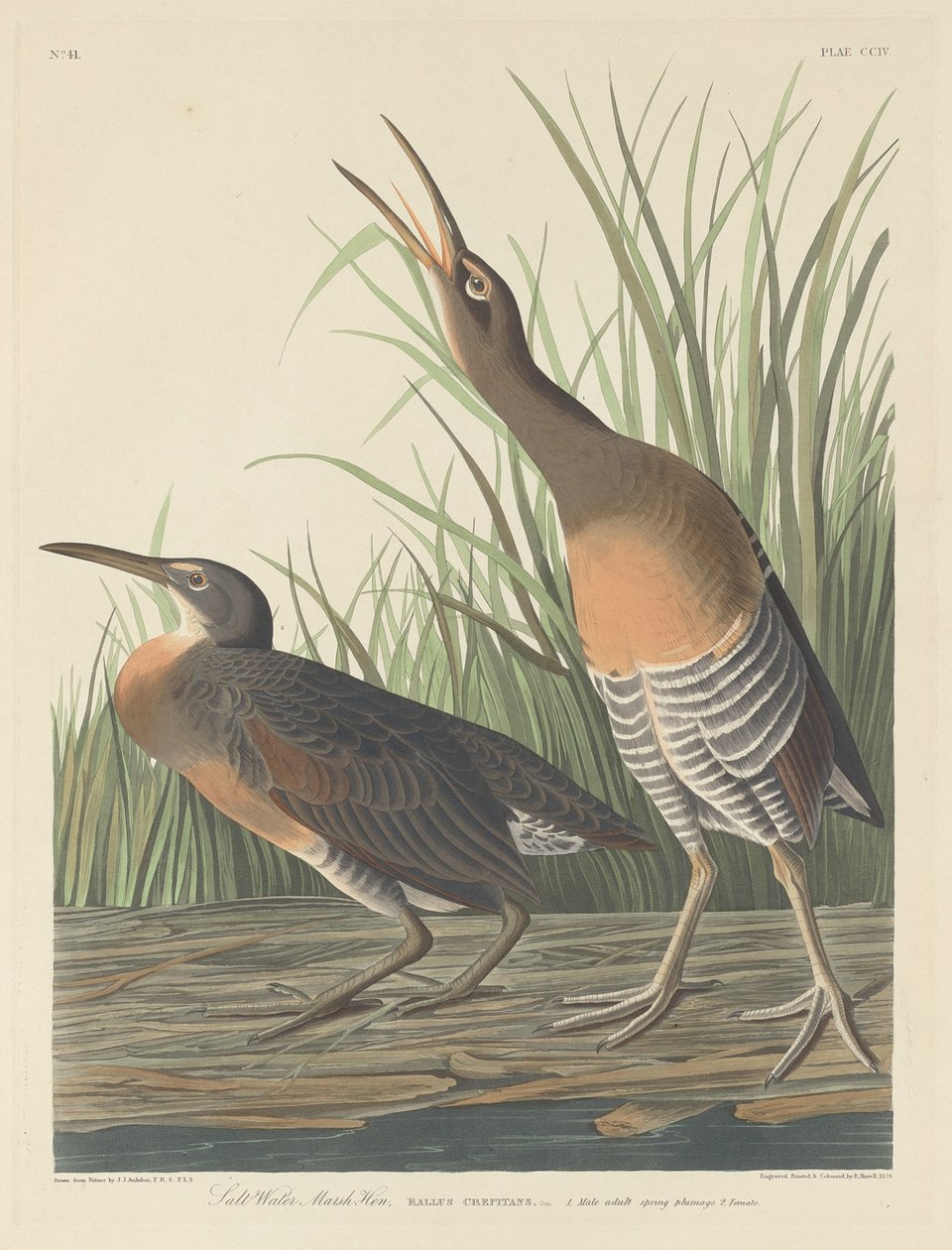 Saltvattenkärrshöna av Robert Havell after John James Audubon