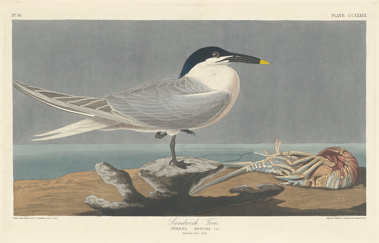 Smörgåstärna av Robert Havell after John James Audubon