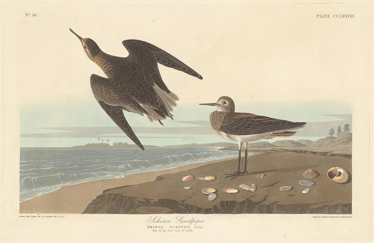 Schinz sandsnäppa av Robert Havell after John James Audubon