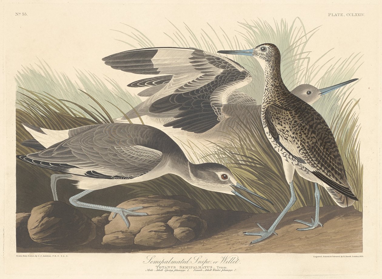 Halvpalmatad Snipe eller Willet av Robert Havell after John James Audubon