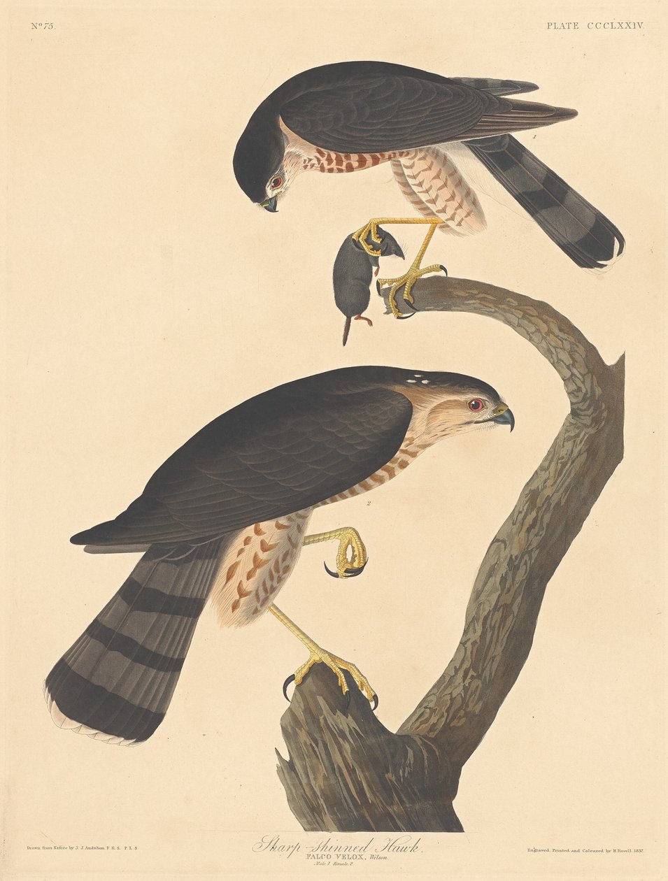 Skarpskinnad Hawk av Robert Havell after John James Audubon