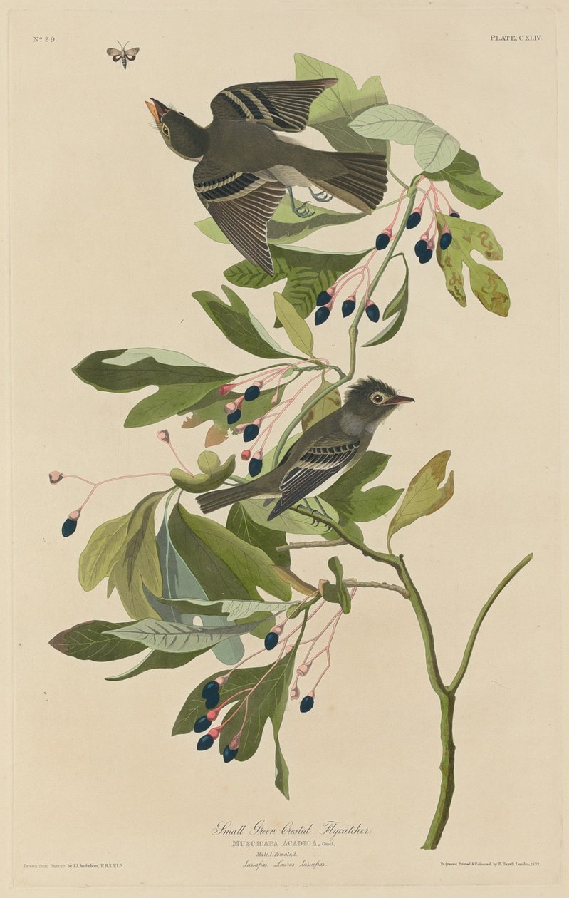 Liten grönkrönig flugsnappare av Robert Havell after John James Audubon
