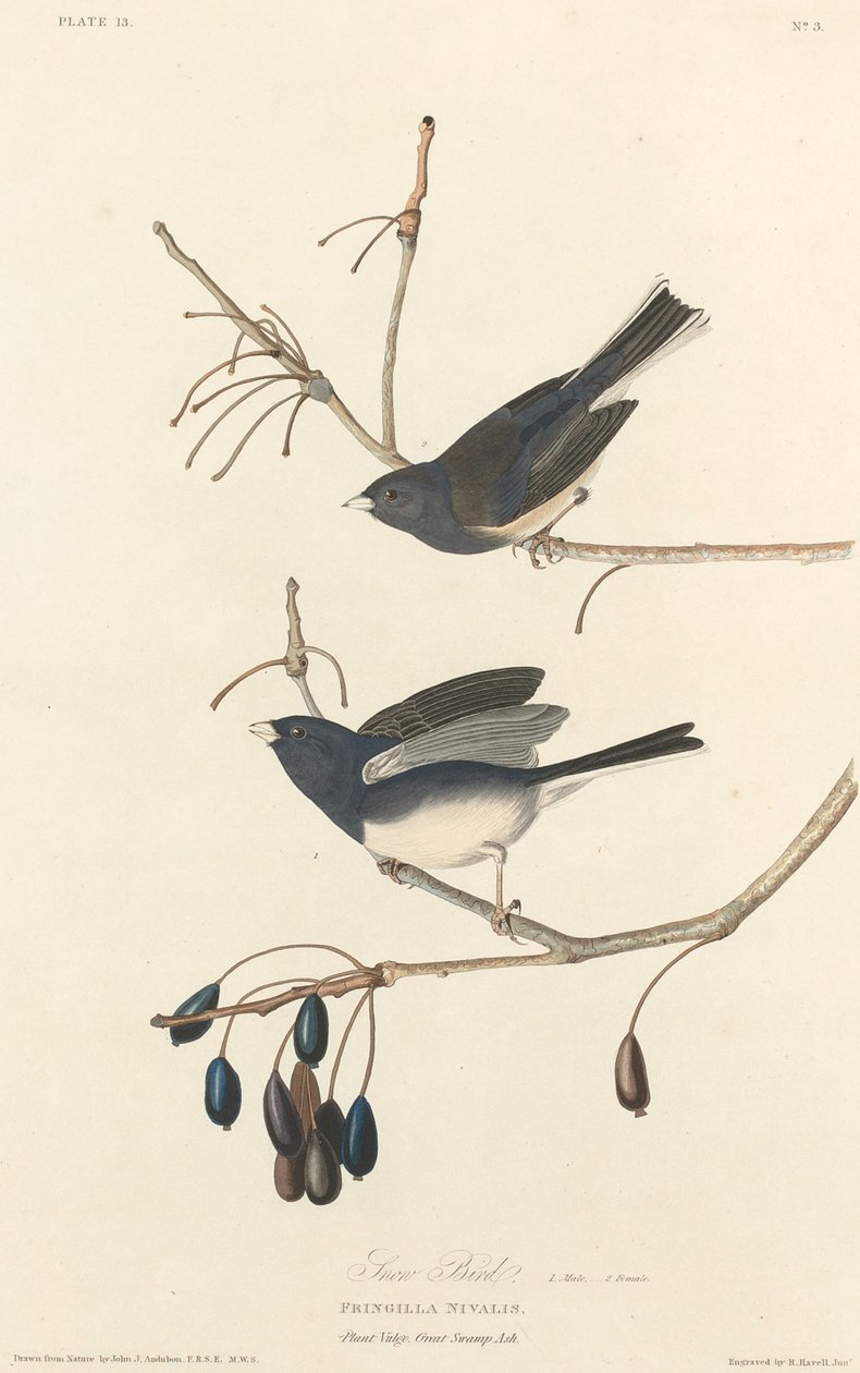 Snö-fågel av Robert Havell after John James Audubon