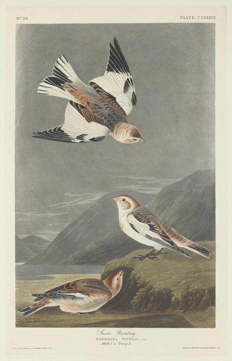 Snösparv av Robert Havell after John James Audubon
