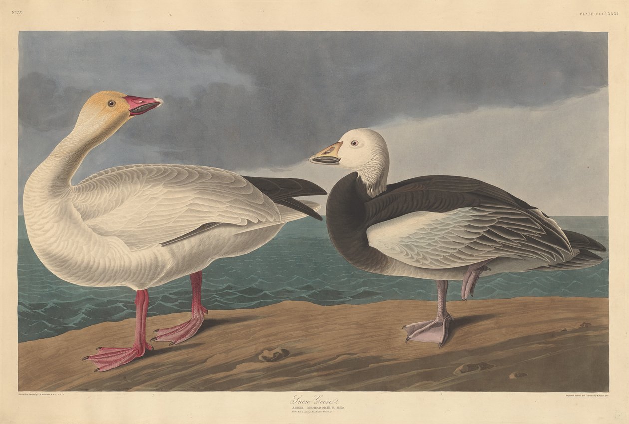 swedish av Robert Havell after John James Audubon