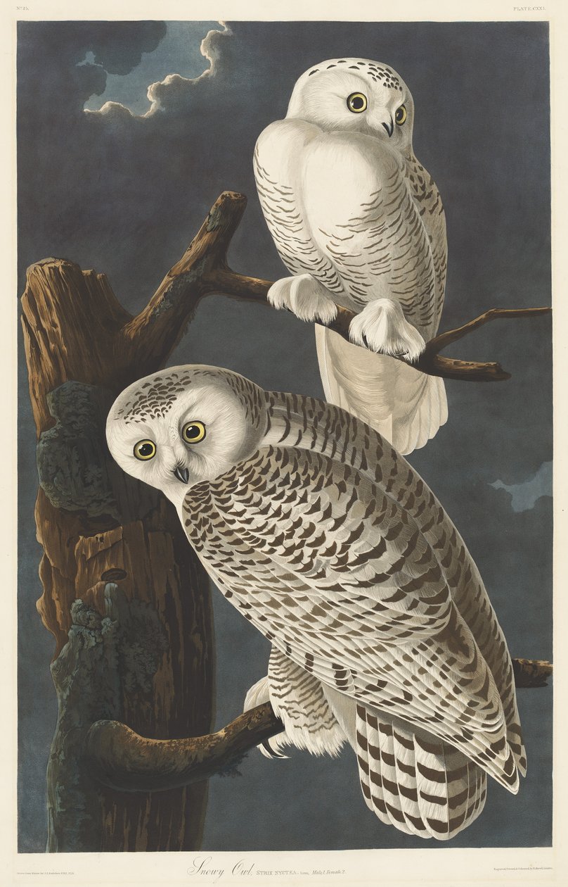 Snöig uggla av Robert Havell after John James Audubon